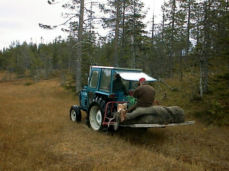 2000 Kneoksen Stakkjolen_6.jpg - En eiendommelig elgfrakt på vei innover Nedre Stakkjølen
